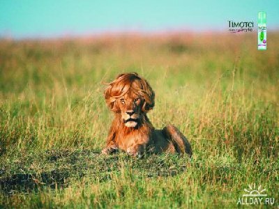 1278643739_lion.jpg